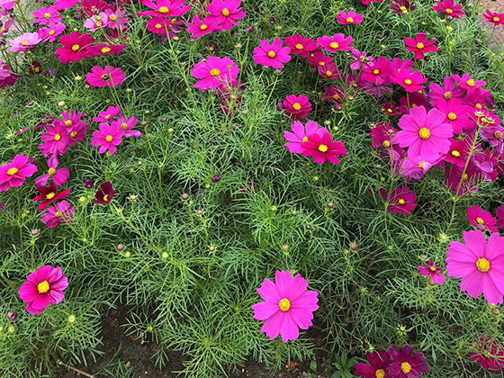 芜湖鲜花绿植-仿真花